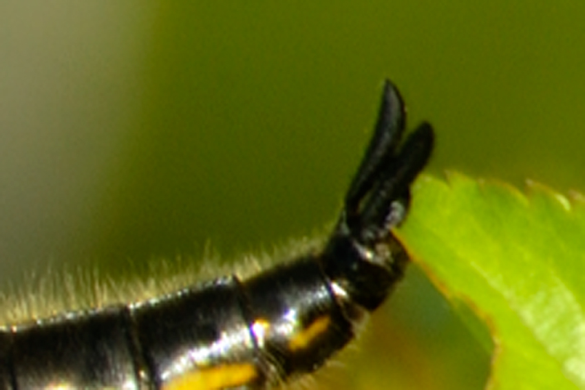 Libellula quadrimaculata